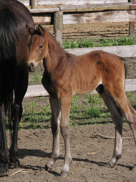 Miscommunicate 2008 Foal